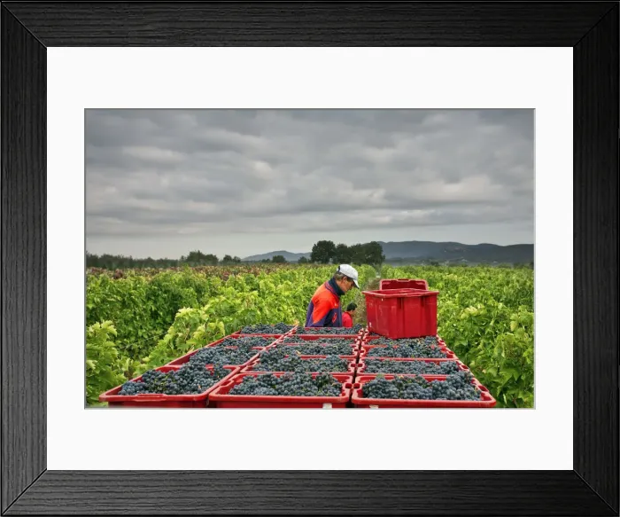 Framed Print : Italy, Umbria, Terni district, Giove, Grape harvest Framed Print : Italy, Umbria, Terni district, Giove, Grape harvest