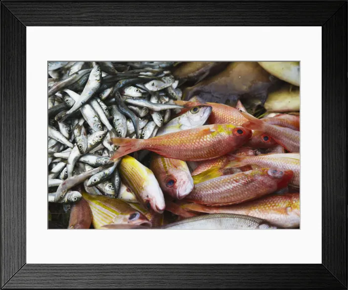Framed Print : Fish at market, Weligama, Southern Province, Sri Lanka