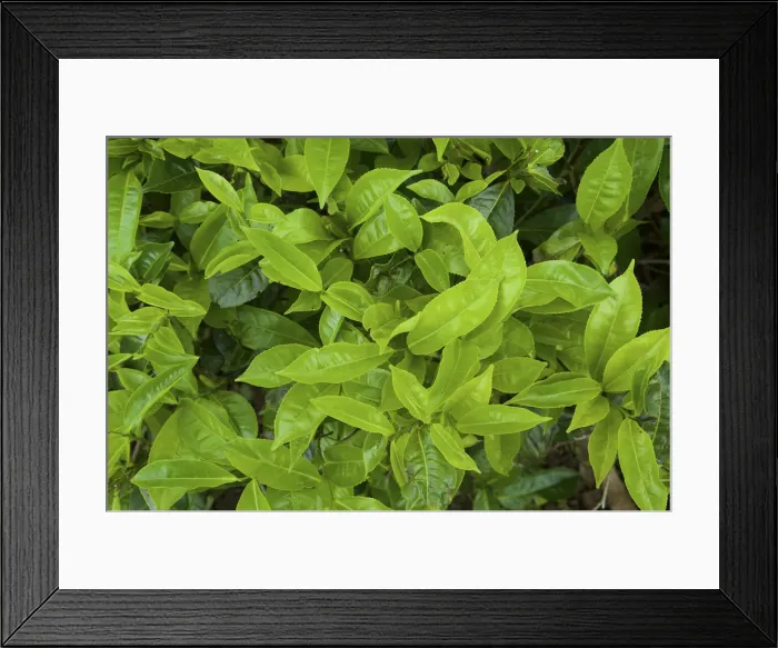 Framed Print : Tea leaves, Nuwara Eliya, Sri Lanka Framed Print : Tea leaves, Nuwara Eliya, Sri Lanka