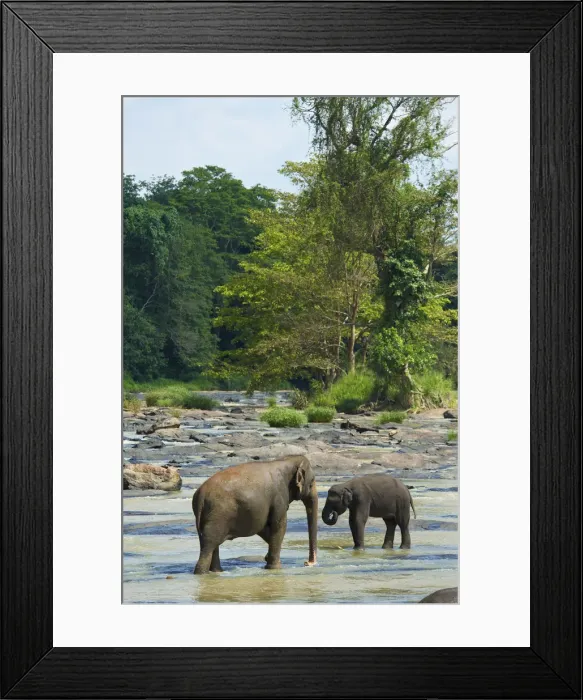 Framed Print : Orphaned Indian elephants at the Udawalawe Elephant Transit Home, Pinnawela, Sri Lanka