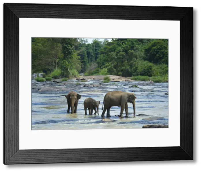 Framed Print : Orphaned Indian elephants at the Udawalawe Elephant Transit Home, Pinnawela, Sri Lanka Framed Print : Orphaned Indian elephants at the Udawalawe Elephant Transit Home, Pinnawela, Sri Lanka