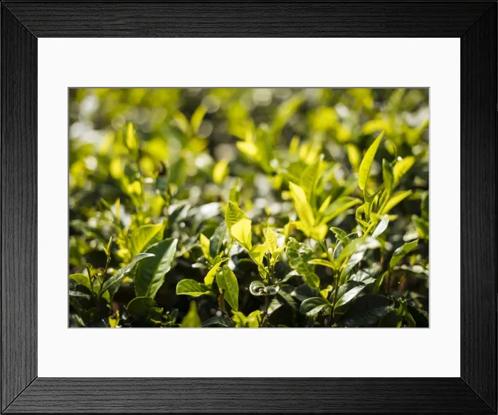 Framed Print : Nuwara Eliya, Central Province, Sri Lanka, Asia Framed Print : Nuwara Eliya, Central Province, Sri Lanka, Asia
