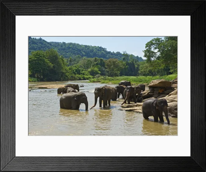 Framed Print : Elephant Orphanage, Pinnawela, Sri Lanka Framed Print : Elephant Orphanage, Pinnawela, Sri Lanka