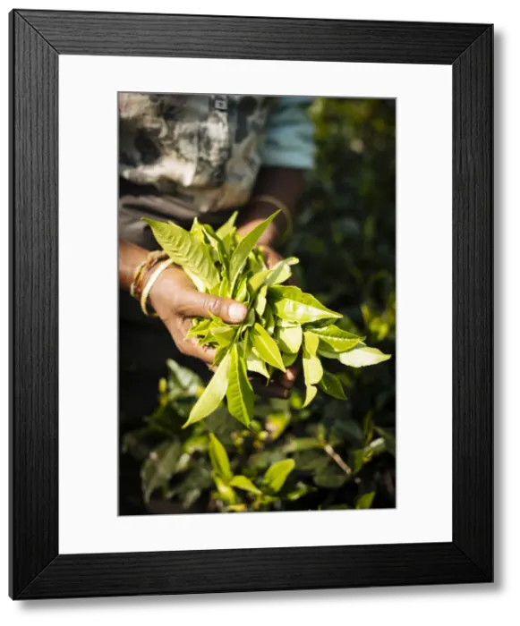 Framed Print : Tamil Woman Tea Picker in a Tea Plantation in the Highlands, Nuwara Eliya, Central