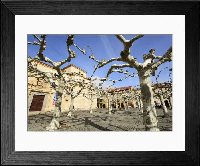 Framed Print : Connected tree branches forming a big umbrella to protect from the sun (during Summer) Framed Print : Connected tree branches forming a big umbrella to protect from the sun (during Summer)