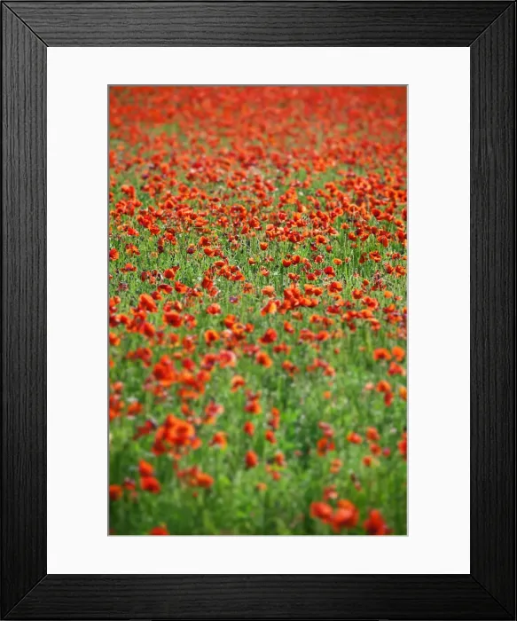 Framed Print : July 2011. Castelluccio, norcia, umbria, perugia Framed Print : July 2011. Castelluccio, norcia, umbria, perugia