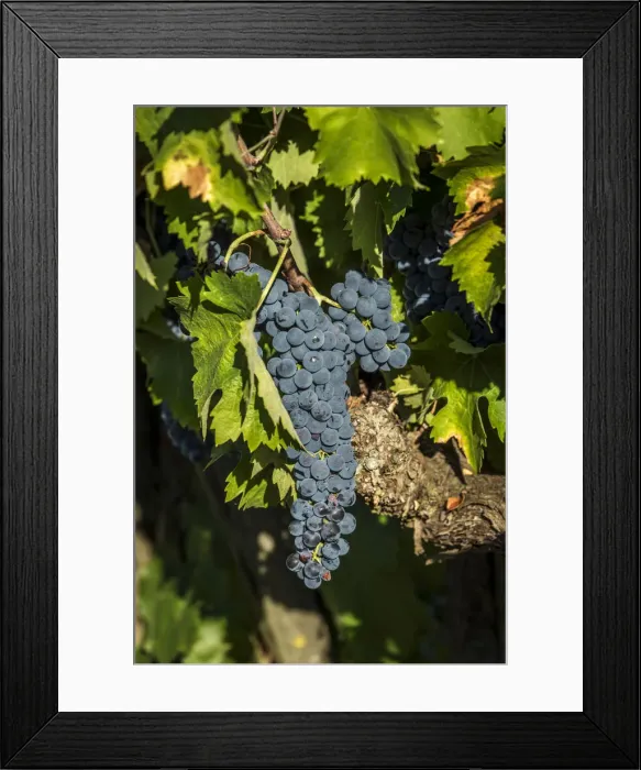 Framed Print : europe, italy, umbria. Sagratino grape near to Montefalco Framed Print : europe, italy, umbria. Sagratino grape near to Montefalco