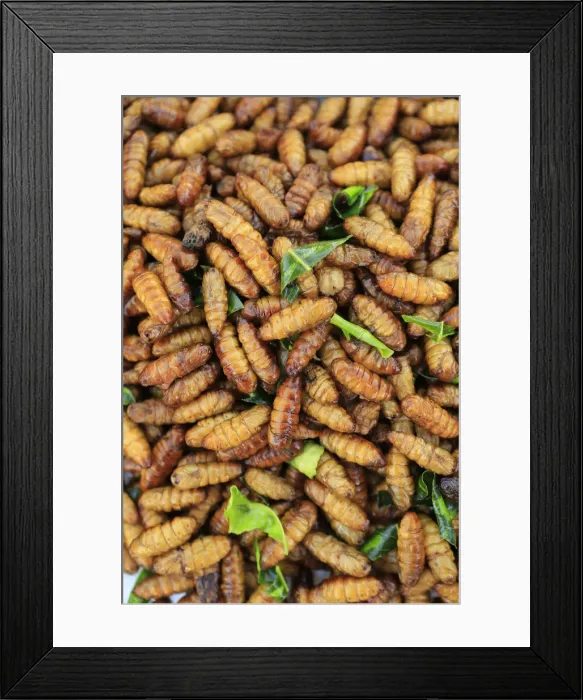 Framed Print : South East Asia, Thailand, food, deep fried silk worm pupae (Bombyx Mori) for sale Framed Print : South East Asia, Thailand, food, deep fried silk worm pupae (Bombyx Mori) for sale