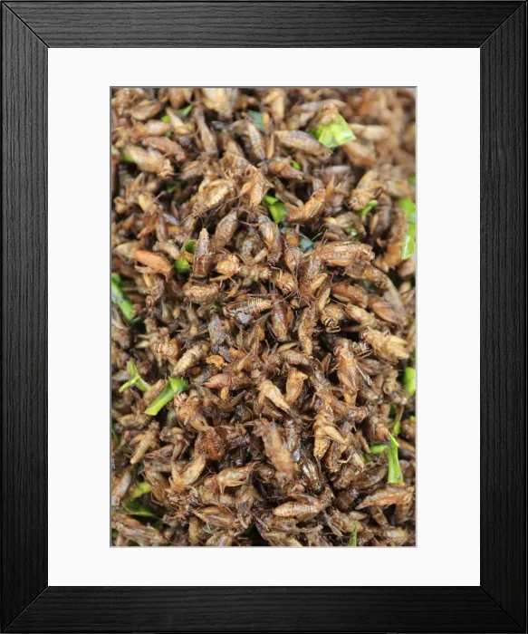 Framed Print : South East Asia, Thailand, food, deep fried ground crickets for sale in a Thai market Framed Print : South East Asia, Thailand, food, deep fried ground crickets for sale in a Thai market