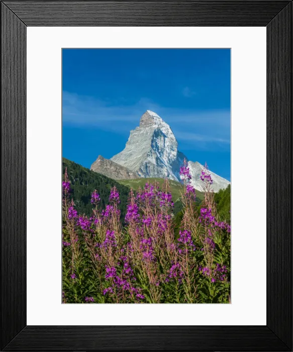 Framed Print : Summer panoramic view over Matterhorn with rhododendron flowers, Zermatt, Wallis