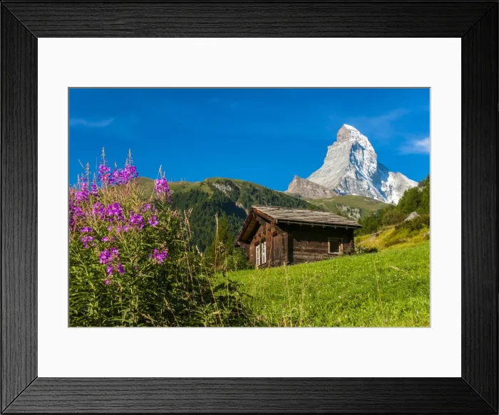 Framed Print : Summer panoramic view over Matterhorn with rhododendron flowers, Zermatt, Wallis Framed Print : Summer panoramic view over Matterhorn with rhododendron flowers, Zermatt, Wallis