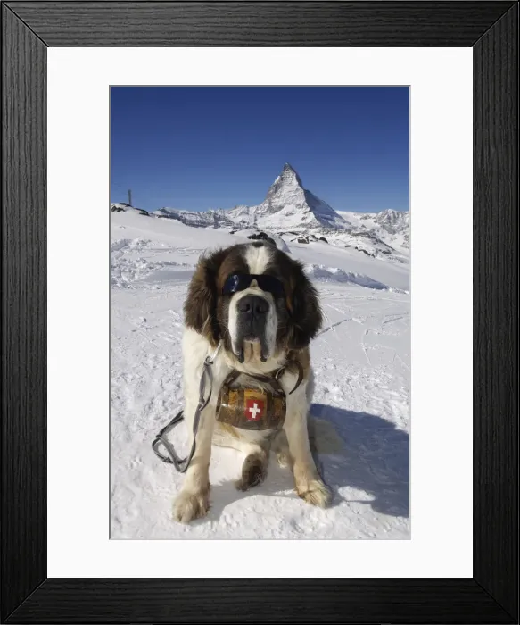 Framed Print : Saint Bernard with sun glasses, Matterhorn, Zermatt, Valais, Switzerland Framed Print : Saint Bernard with sun glasses, Matterhorn, Zermatt, Valais, Switzerland