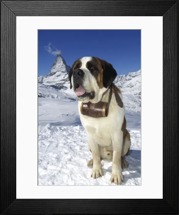 Framed Print : Saint Bernard with sun glasses, Matterhorn, Zermatt, Valais, Switzerland Framed Print : Saint Bernard with sun glasses, Matterhorn, Zermatt, Valais, Switzerland