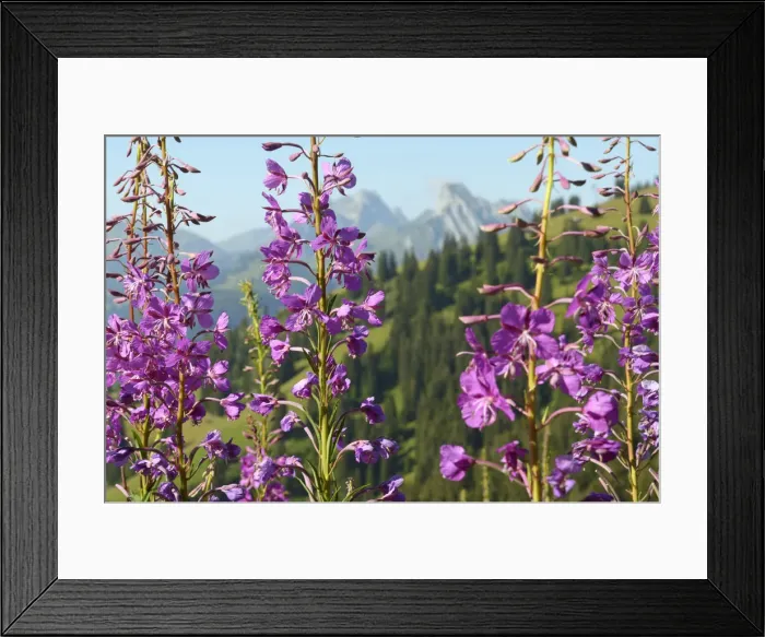 Framed Print : Saanenland, Switzerland Framed Print : Saanenland, Switzerland
