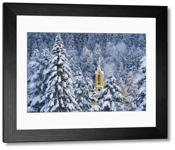 Framed Print : Trees with pristine snow and yellow church. St Moritz, Engadine, Switzerland Framed Print : Trees with pristine snow and yellow church. St Moritz, Engadine, Switzerland