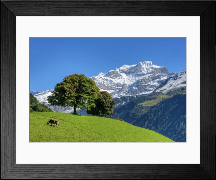 Framed Print : Meadow with cow and trees against Chammliberg mountain at fall, Uri, Switzerland Framed Print : Meadow with cow and trees against Chammliberg mountain at fall, Uri, Switzerland