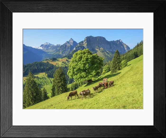 Framed Print : View at Obersee mountain range with cows at Glarner alps at fall, Glarus, Switzerland Framed Print : View at Obersee mountain range with cows at Glarner alps at fall, Glarus, Switzerland