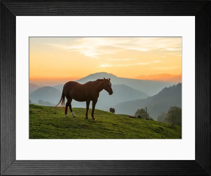 Framed Print : Horses near Belchenflue, Solothurn, Switzerland
