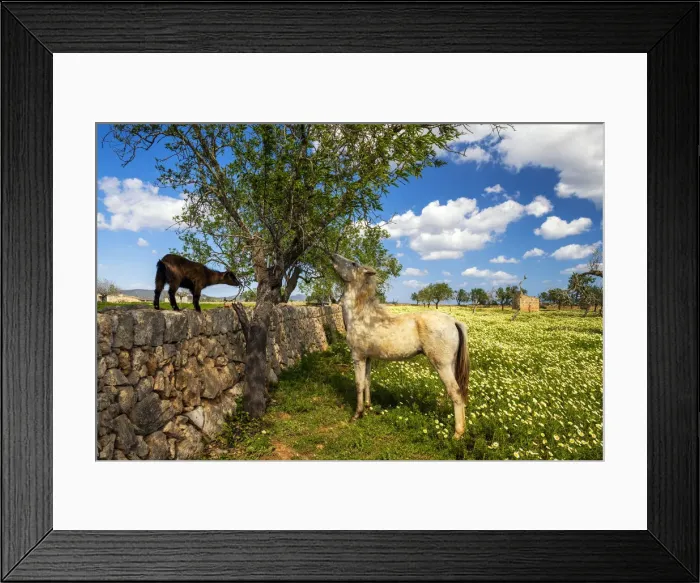 Framed Print : Horse & Goat Eating Tree, Mallorca, Balearics, Spain Framed Print : Horse & Goat Eating Tree, Mallorca, Balearics, Spain
