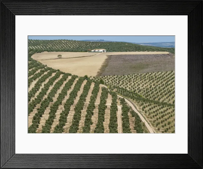 Framed Print : Spain, Andalusia, Olive grove Framed Print : Spain, Andalusia, Olive grove