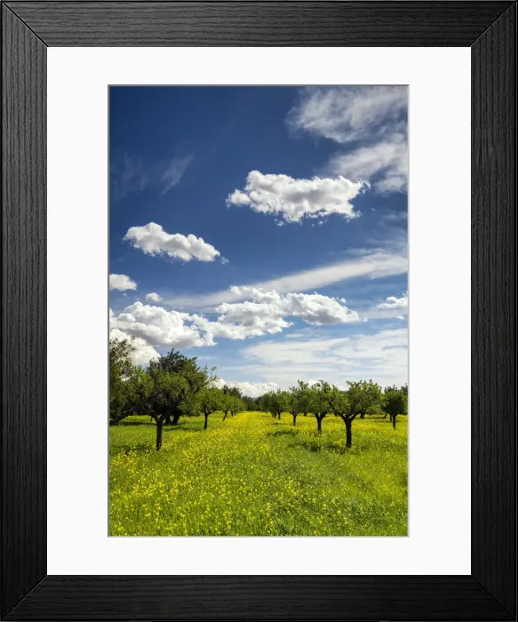 Framed Print : Almond Trees in Field of Wildflowers, Mallorca, Balearics, Spain Framed Print : Almond Trees in Field of Wildflowers, Mallorca, Balearics, Spain