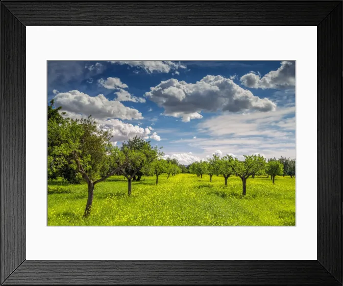 Framed Print : Almond Trees in Field of Wildflowers, Mallorca, Balearics, Spain Framed Print : Almond Trees in Field of Wildflowers, Mallorca, Balearics, Spain