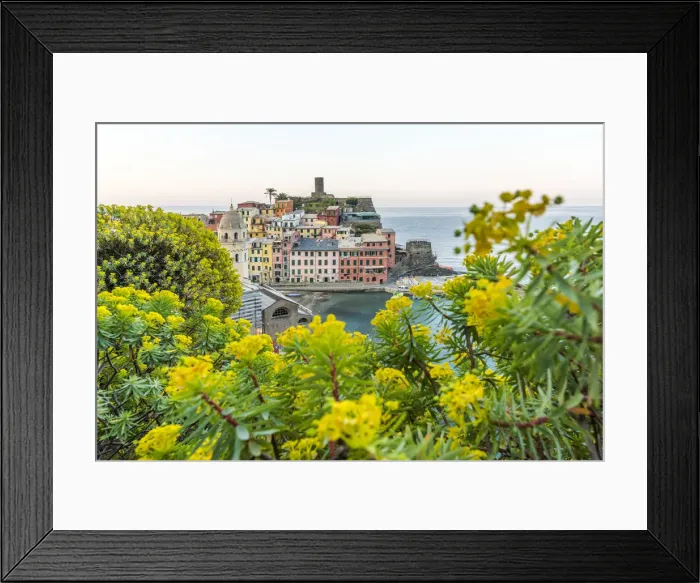 Framed Print : europe, Italy, Liguria. Cinque Terre, the village of Vernazza with Euphorbia in Framed Print : europe, Italy, Liguria. Cinque Terre, the village of Vernazza with Euphorbia in