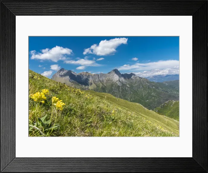 Framed Print : europe, Italy, Tuscany. Flowers in the Apuan mountains Framed Print : europe, Italy, Tuscany. Flowers in the Apuan mountains