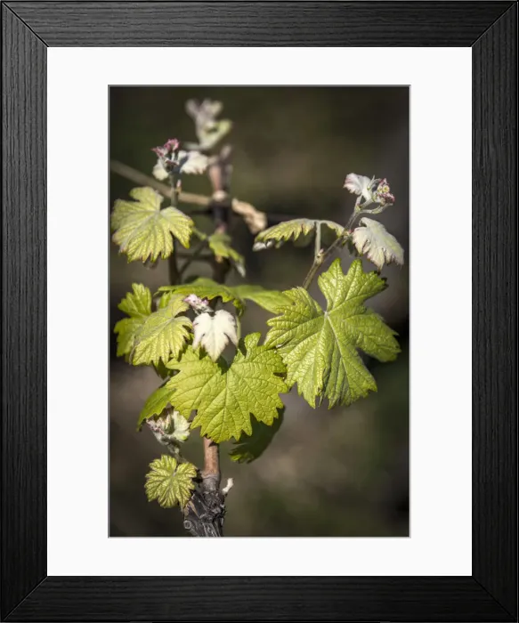 Framed Print : Europe, Italy, Cinque Terre. A young grape vine in springtime Framed Print : Europe, Italy, Cinque Terre. A young grape vine in springtime