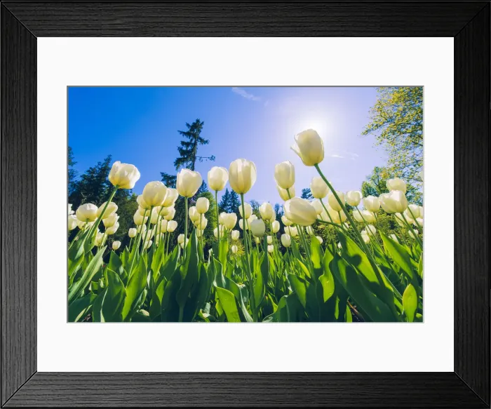 Framed Print : Villa Taranto, lake Maggiore, Piedmont, Italy. Tulips labyrinth in bloom Framed Print : Villa Taranto, lake Maggiore, Piedmont, Italy. Tulips labyrinth in bloom