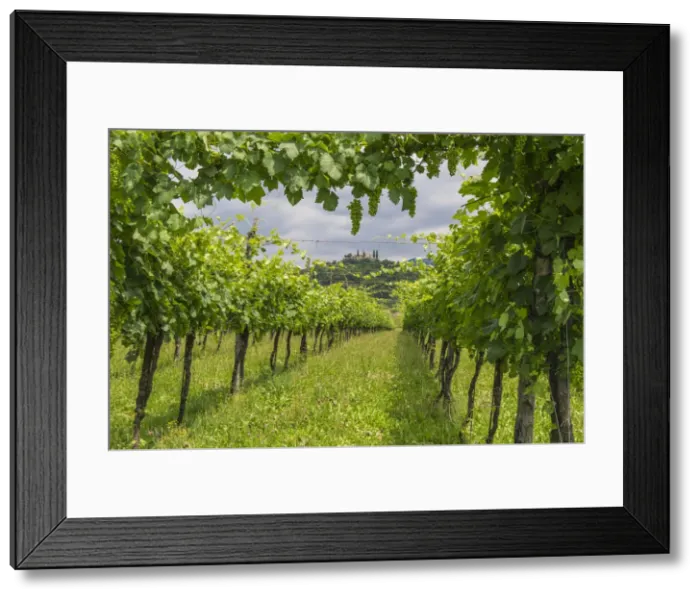 Framed Print : Franciacorta, Lombardy, Italy. Green vineyards Framed Print : Franciacorta, Lombardy, Italy. Green vineyards