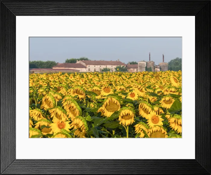 Framed Print : Cremona, Lombardy, Italy. Sunflowers in the countryside Framed Print : Cremona, Lombardy, Italy. Sunflowers in the countryside