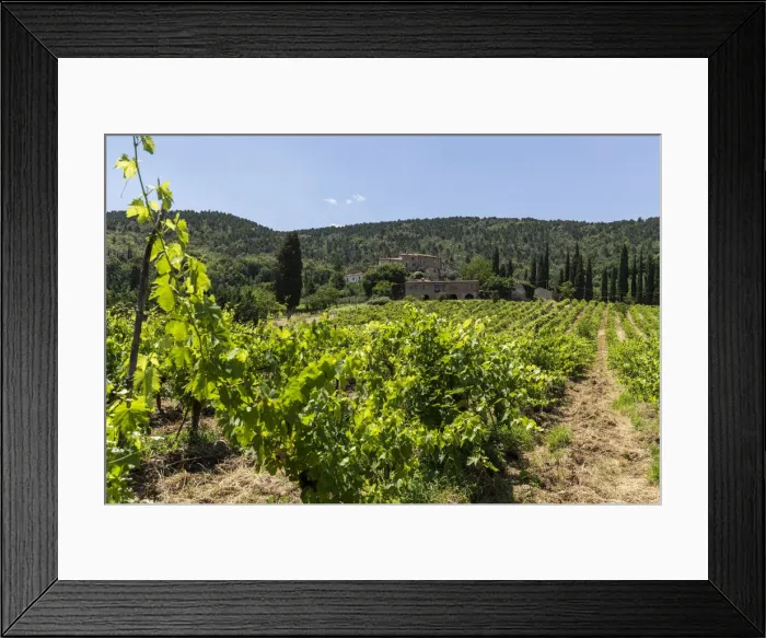 Framed Print : Italy. Tuscany. Siena District Framed Print : Italy. Tuscany. Siena District