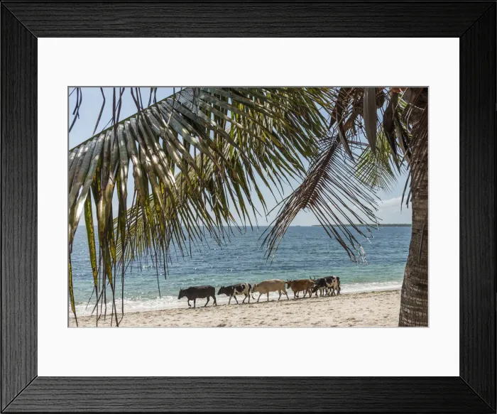 Framed Print : Africa, Tanzania, Lindi region. Cattle on the Jimbizi Beach of Kilwa Masoko Framed Print : Africa, Tanzania, Lindi region. Cattle on the Jimbizi Beach of Kilwa Masoko
