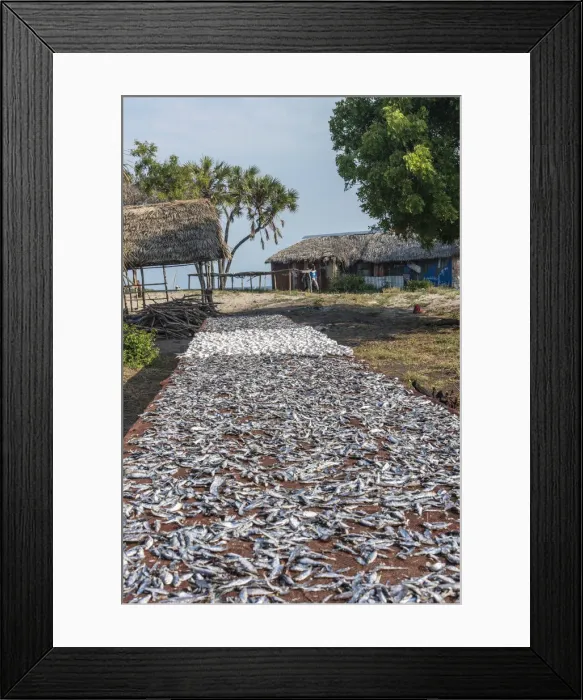 Framed Print : Africa, Tanzania, Lindi Region. Drying fishes in the village of Kilwa Masoko Framed Print : Africa, Tanzania, Lindi Region. Drying fishes in the village of Kilwa Masoko