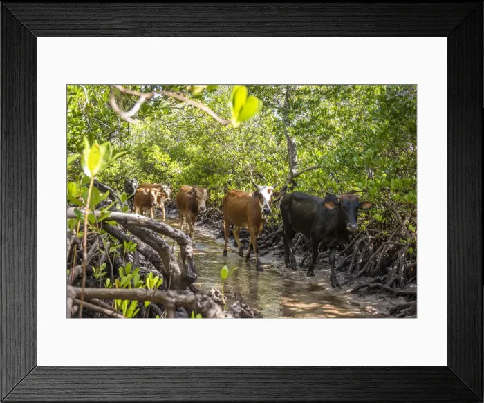 Framed Print : Africa, Tanzania, Lindi region. Cattle crossing the mangroves of Songo Mnara