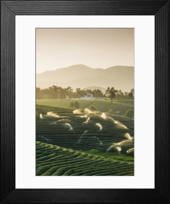 Framed Print : Choui Fong Tea Plantation, Mae Chan, Chiang Rai, Thailand Framed Print : Choui Fong Tea Plantation, Mae Chan, Chiang Rai, Thailand