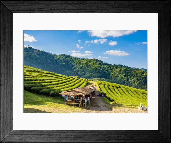 Framed Print : Doi Mae Salong tea plantation, Chiang Rai, Thailand