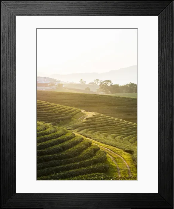 Framed Print : Choui Fong Tea Plantation, Mae Chan, Chiang Rai, Thailand Framed Print : Choui Fong Tea Plantation, Mae Chan, Chiang Rai, Thailand
