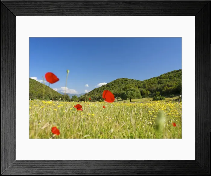 Framed Print : Flower meadow, Beydaglan, Bey Daglari Mountains, Turquoise Coast, Turkey Framed Print : Flower meadow, Beydaglan, Bey Daglari Mountains, Turquoise Coast, Turkey