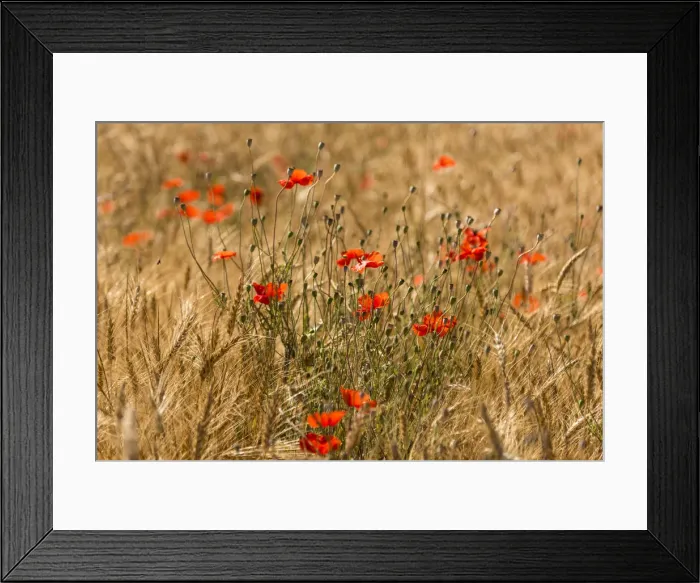 Framed Print : Italy, Tuscany, cornfield with poppies near to Suvereto Framed Print : Italy, Tuscany, cornfield with poppies near to Suvereto