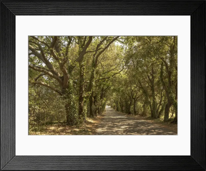 Framed Print : italy, Tuscany, via Bolgherese between Bolgheri and Castagneto Carducci Framed Print : italy, Tuscany, via Bolgherese between Bolgheri and Castagneto Carducci