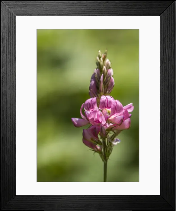Framed Print : Italy, Tuscany, an orchid in Lunigiana Framed Print : Italy, Tuscany, an orchid in Lunigiana