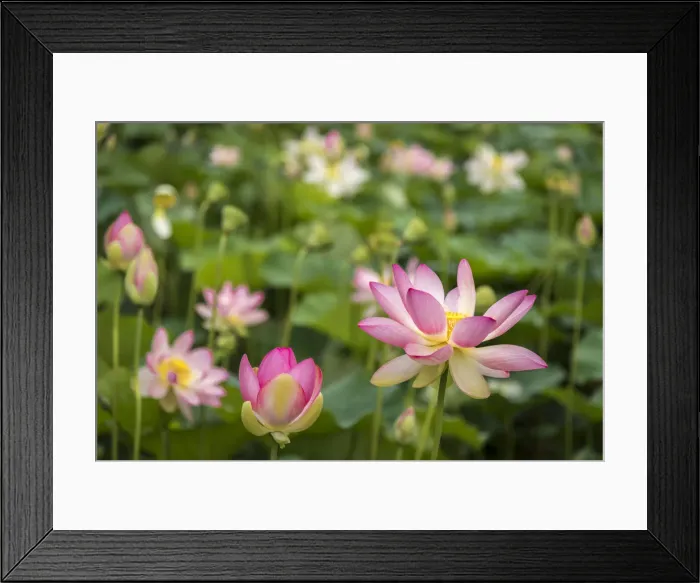 Framed Print : Italy, Piedmont, Vezza d Alba, a lotus pond Framed Print : Italy, Piedmont, Vezza d Alba, a lotus pond