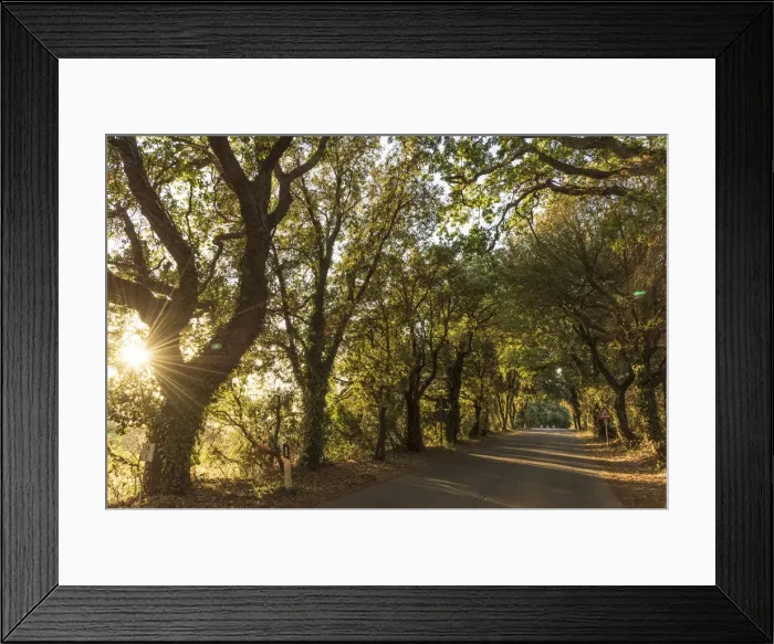 Framed Print : Italy, Tuscany, the Via Bolgherese between Bolgheri and Castagneto Carducci at sunset Framed Print : Italy, Tuscany, the Via Bolgherese between Bolgheri and Castagneto Carducci at sunset