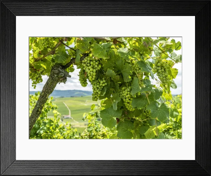 Framed Print : italy, Piedmont, the monferrato hills seen through the vines Framed Print : italy, Piedmont, the monferrato hills seen through the vines