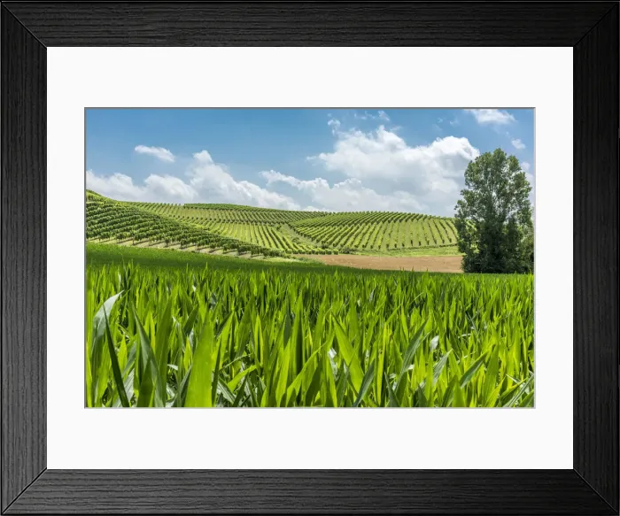 Framed Print : Italy, Piedmont, vineyards and mais fields near to Cella Monte Framed Print : Italy, Piedmont, vineyards and mais fields near to Cella Monte
