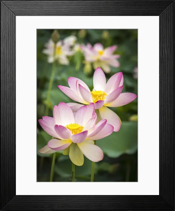 Framed Print : Italy, Piedmont, Vezza d Alba, a lotus pond Framed Print : Italy, Piedmont, Vezza d Alba, a lotus pond