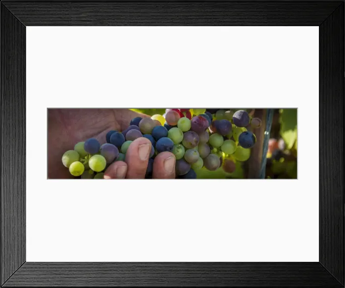 Framed Print : Europe, Italy, Liguria. Grapes in the Lunigiana Framed Print : Europe, Italy, Liguria. Grapes in the Lunigiana