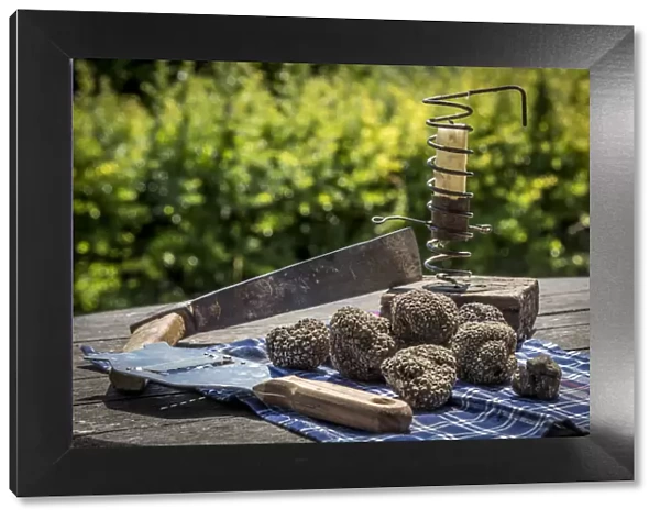 italy, Piedmont, black summer truffles